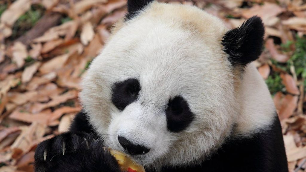 panda, simbolo wwf