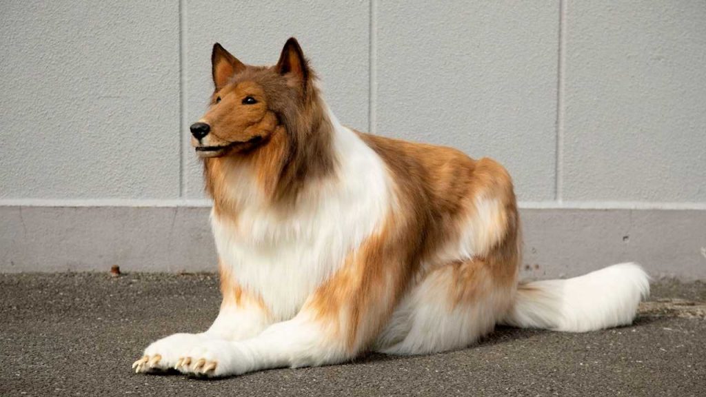 collie