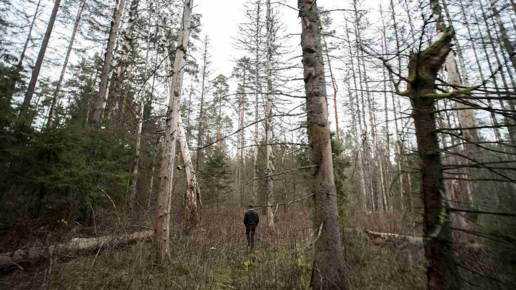 foresta