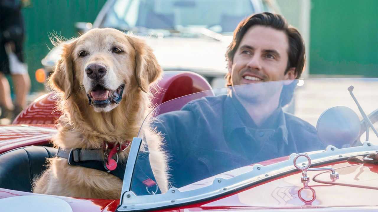 Attraverso i miei occhi: che razza è il cane Enzo? Come muore? Trama e curiosità del film