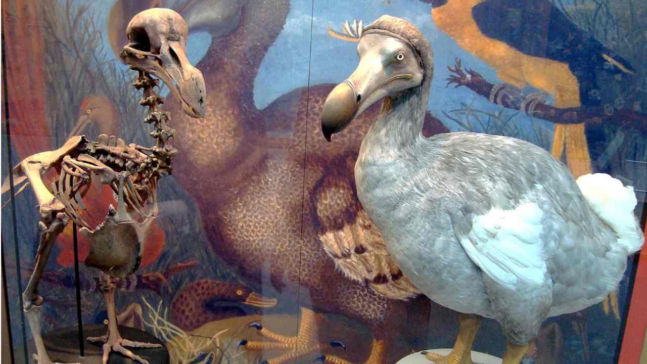 dodo