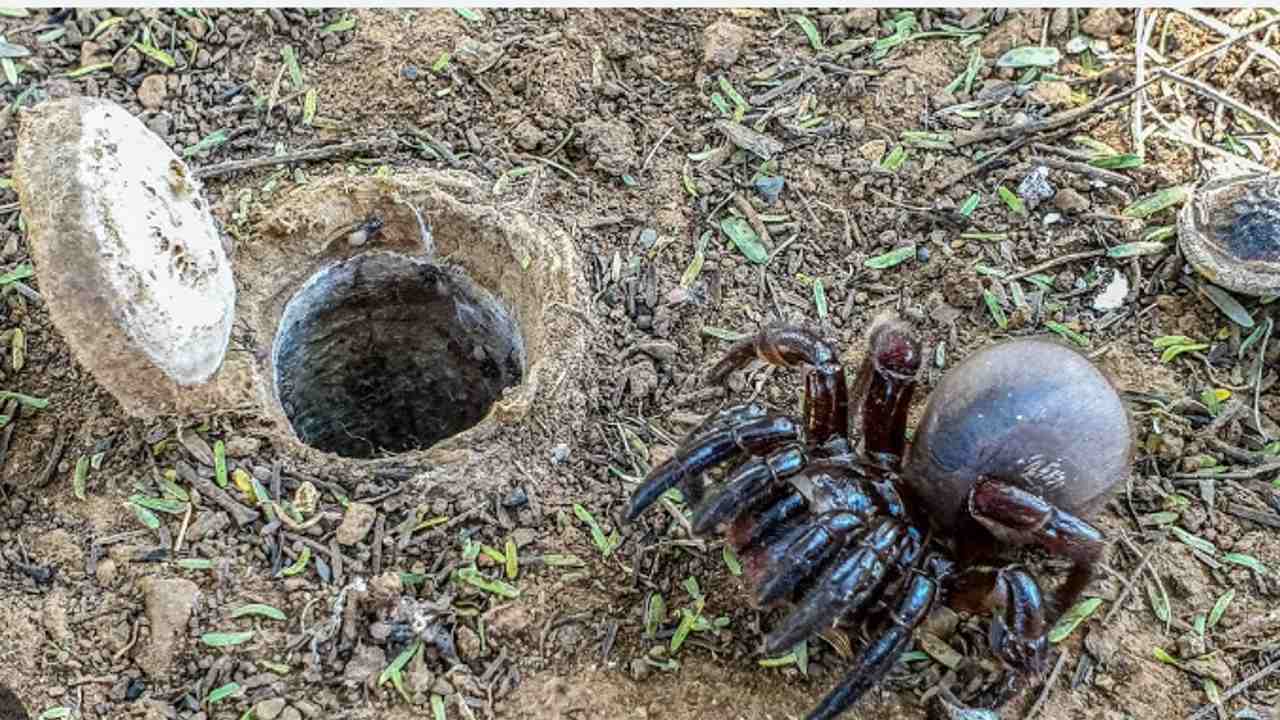Australia, terra di animali sconvolgenti: cosa sappiamo dell'ultima scoperta (un raro ragno gigante)