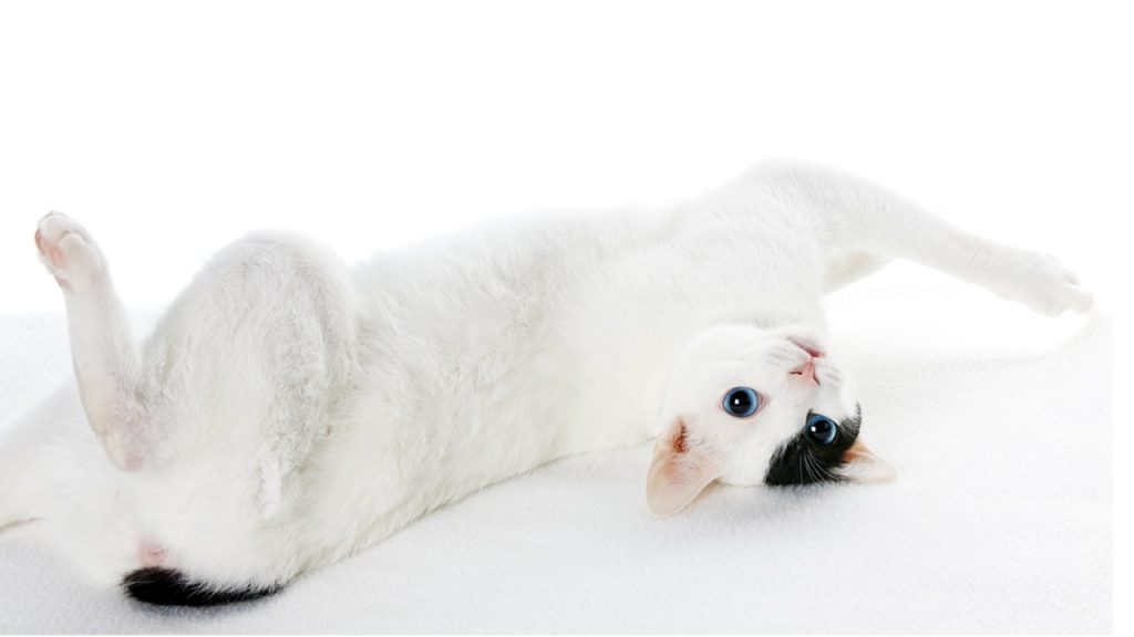gatto