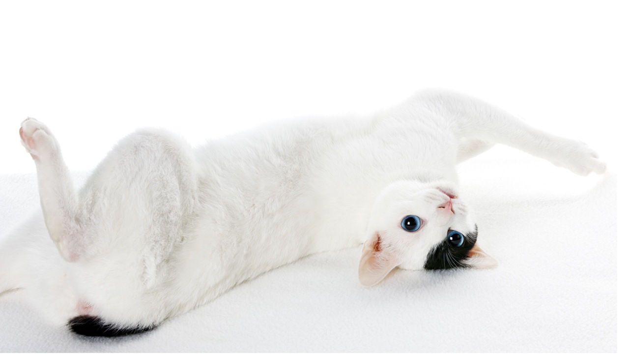 gatto
