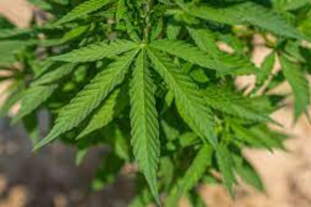 La messa al bando della cannabis è uno degli obiettivi della nuova compagine governativa thailandese.