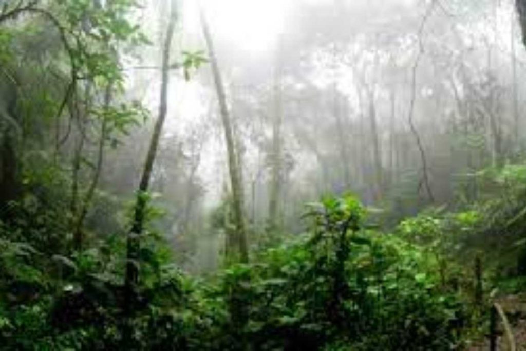 In Equador è stata scoperta la prova di un'antica civiltà precolombiana.