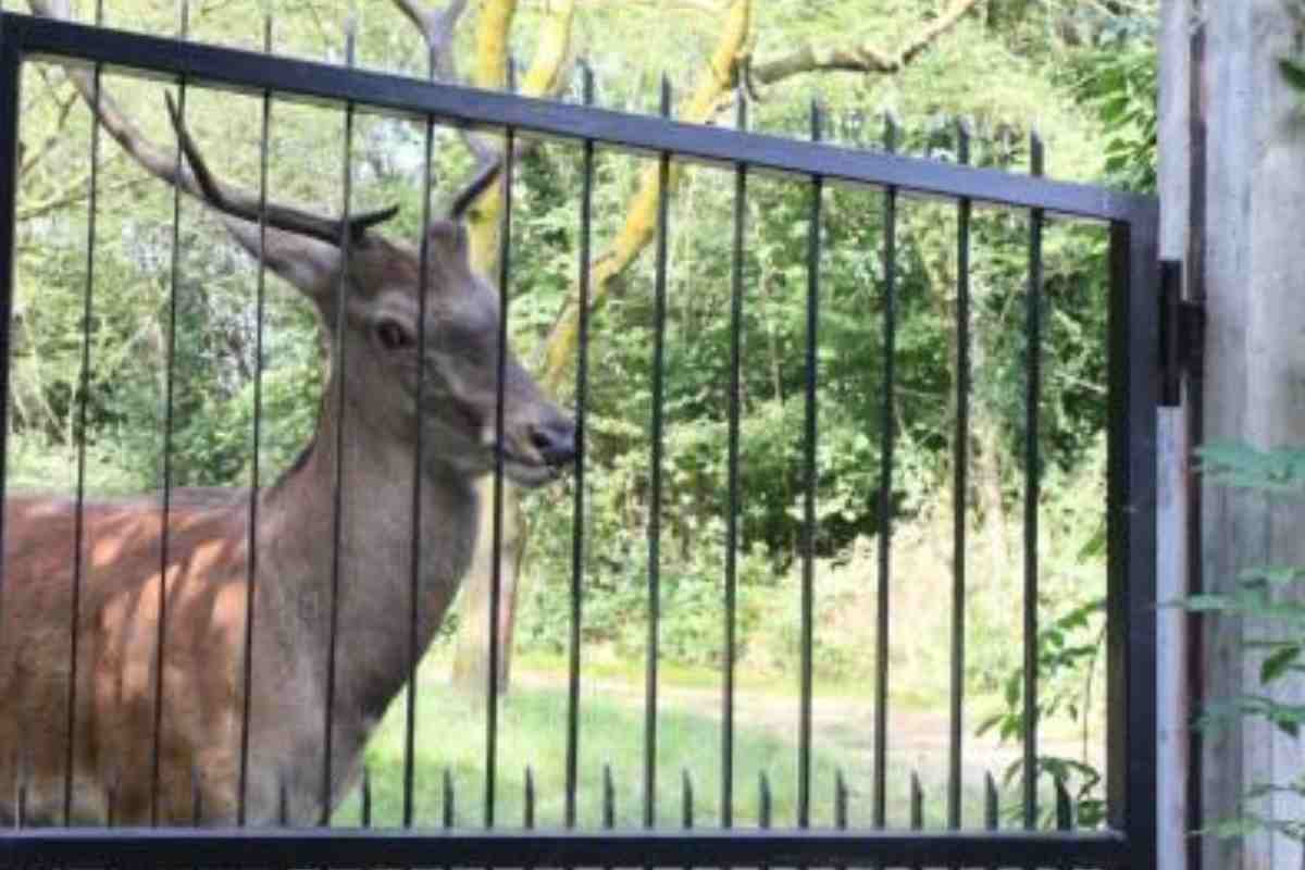 Allarme malattia del cervo in America.