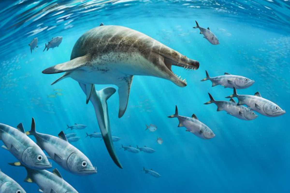 Ecco chi abitava gli oceani 66 milioni di anni fa.