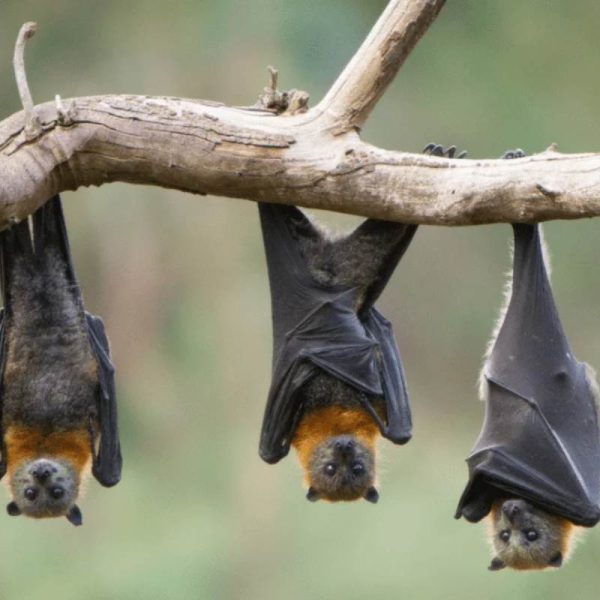 I pipistrelli si attaccano ai capelli? I gufi portano sfortuna? Una guida alle leggende metropolitane sui volatili notturni