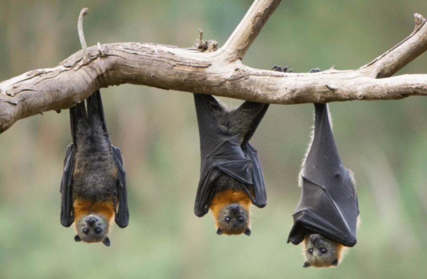 I pipistrelli si attaccano ai capelli? I gufi portano sfortuna? Una guida alle leggende metropolitane sui volatili notturni